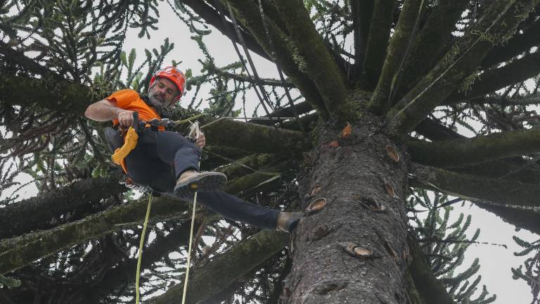 Inicia un proyecto para conservar más de 400 árboles patrimoniales de Quito