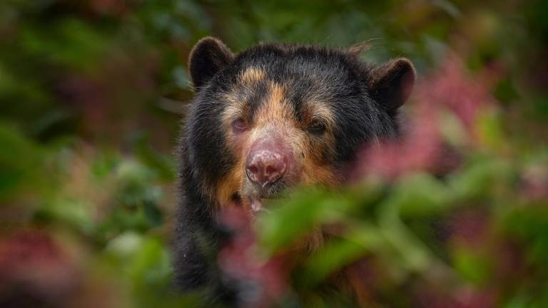 ¿Por qué el oso de anteojos, en peligro de extinción, es trascendental para los ecosistemas de Ecuador?