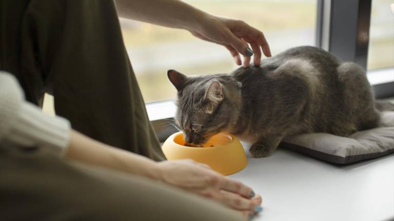 Un gato comiendo junto a su tutora.