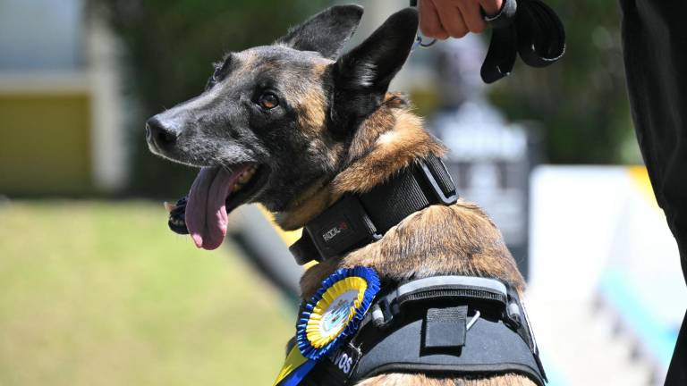 Fuerzas Armadas condecoraron a perros detectores de droga, armas y explosivos