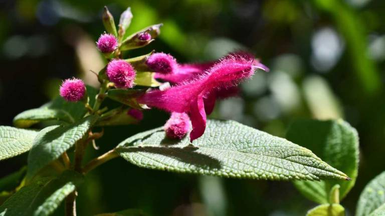 Fiestas de Quito: Las plantas simbólicas que reflejan la historia, cultura y biodiversidad de la capital