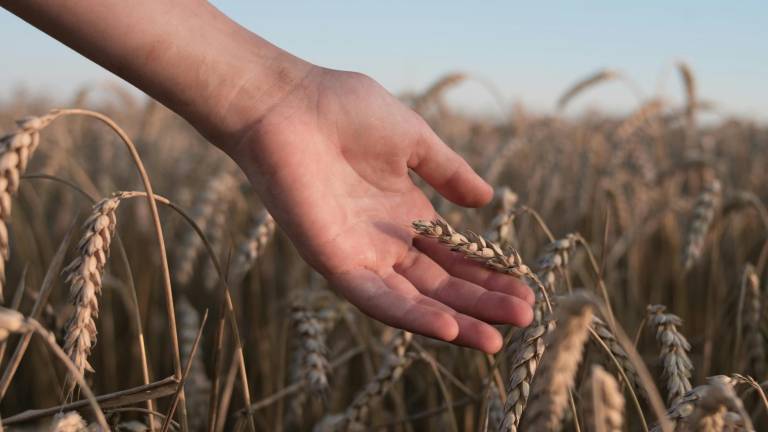 La falta de conexión con mercados internacionales y la escasez de capacitaciones pueden ser algunas limitantes para el sector agroalimentario del Ecuador.