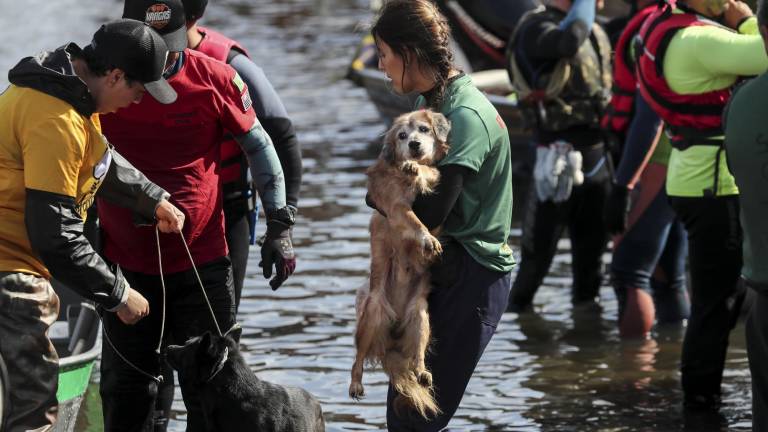 Los emotivos rescates de animales durante las inundaciones en Porto Alegre, Brasil