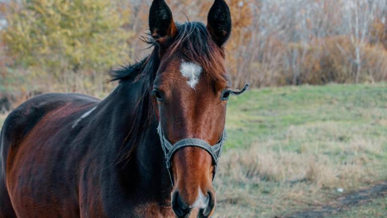 Guayas: detectan un caso de encefalomielitis equina del Este en un caballo