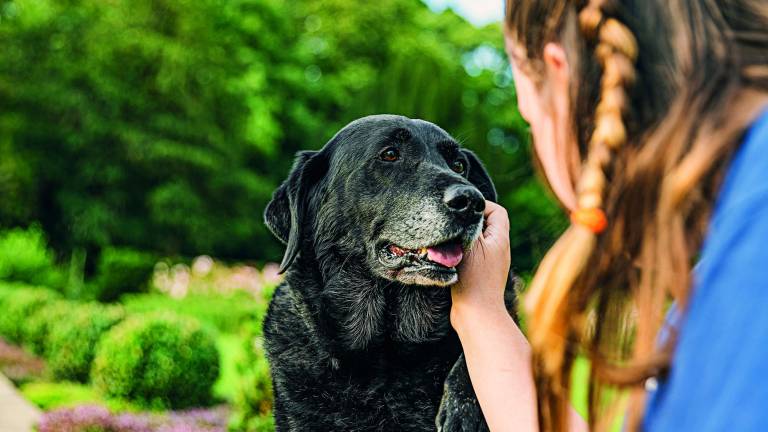 Mascotas geriátricas: El estrés oxidativo