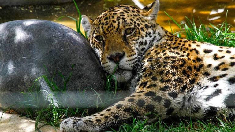 Un jaguar ataca a su cuidador en el zoológico de Quito