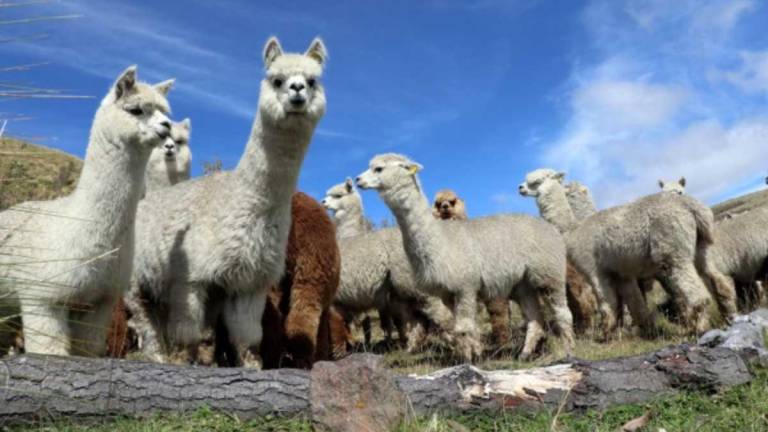 En Chimborazo se ejecuta programa de mejoramiento genético de alpacas