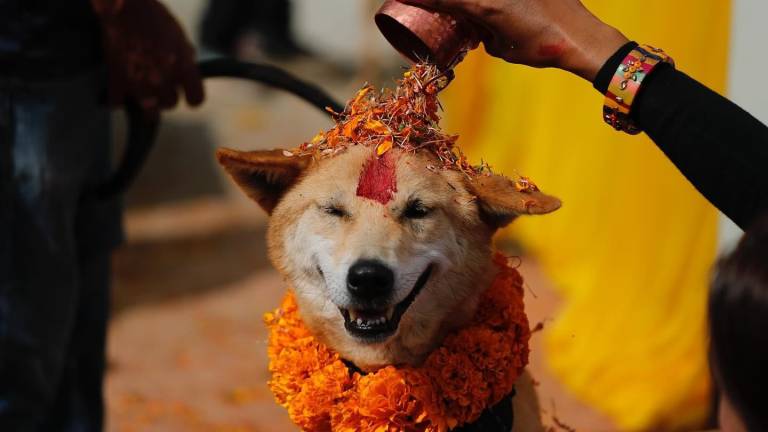 Kukur Tihar, el festival en Nepal que homenajea a los perros por su lealtad y compañerismo