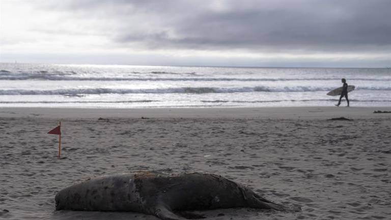 Conflicto por mal entierro de un lobo marino en una playa en Chile