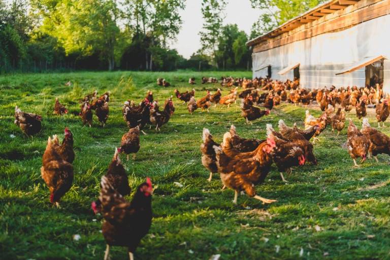 $!Fotografía de una granja de gallinas de libre pastoreo.