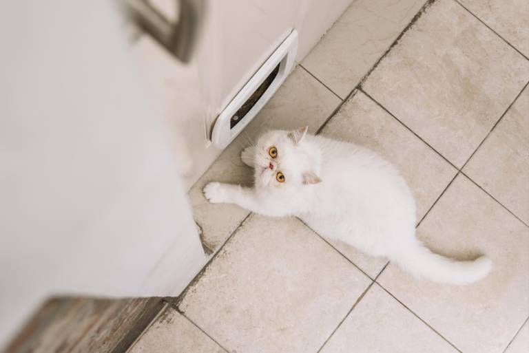 $!Un gato blanco esperando a que abran la puerta.