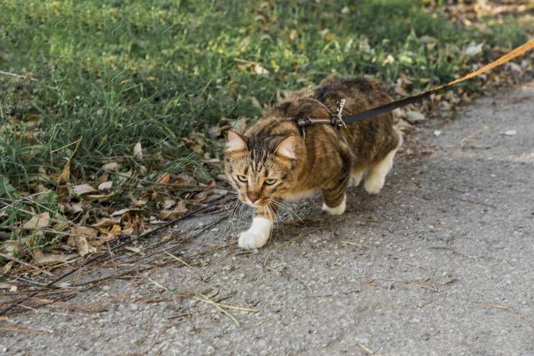 $!Un gatito saliendo a pasear para hacer ejercicio.