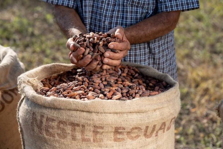 $!Nestlé Ecuador anunció que este 2024 exportará más de 33.000 toneladas de cacao.