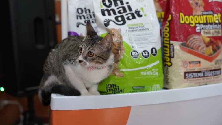 Penelope, gatita de uno de los colaboradores de Editorial Vistazo junto a los nuevos alimentos para mascotas !Oh mai gat! y Dogourmet.