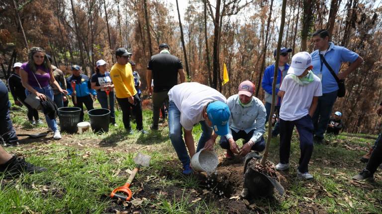 Reforestación de Quito tras incendios inicia con siembra de 20.000 árboles nativos en El Panecillo