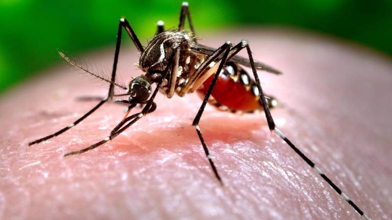 Correa asegura que dengue y chikungunya son enfermedades de la pobreza