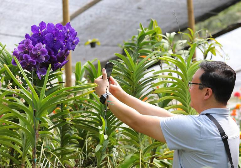 $!Un turista toma una fotografía de la colección de orquídeas de Daniel Piedrahita en La Ceja, provincia de Antioquia, Colombia, el 20 de junio de 2024.