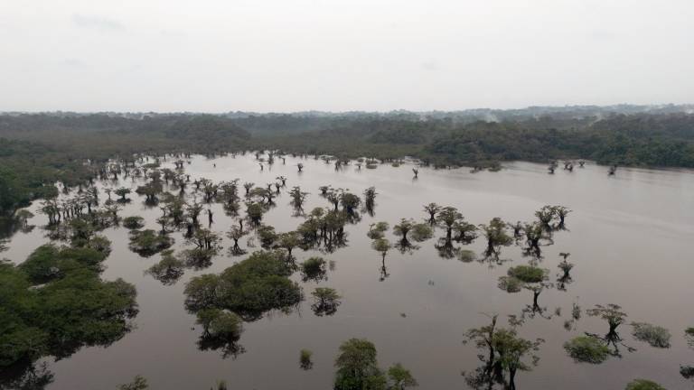 Cambio climático y deforestación amenazan al Cuyabeno, el humedal mejor conservado del Ecuador