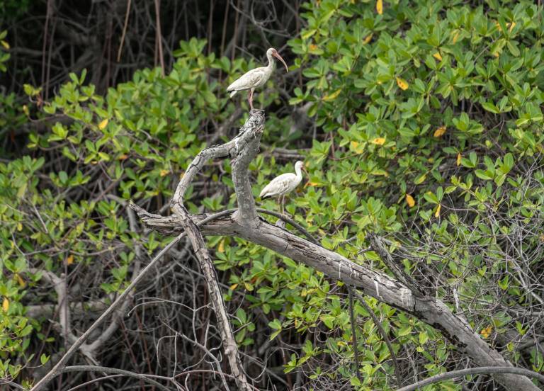 $!Destinos naturales en Guayaquil: ¿cuáles visitar en estas fiestas?