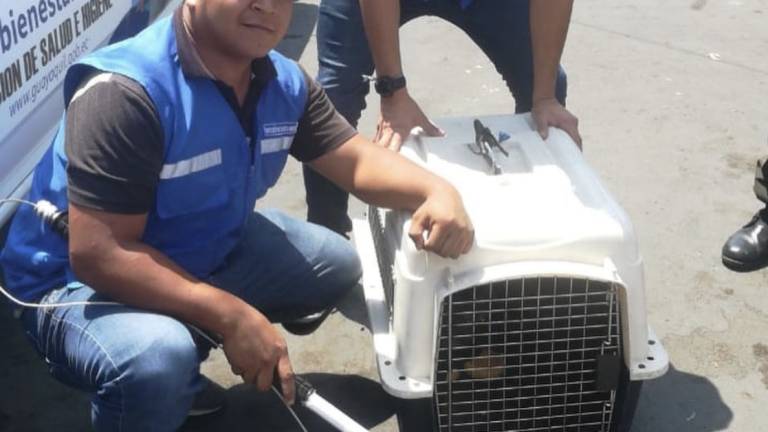 Perrito abandonado es rescatado por Municipio