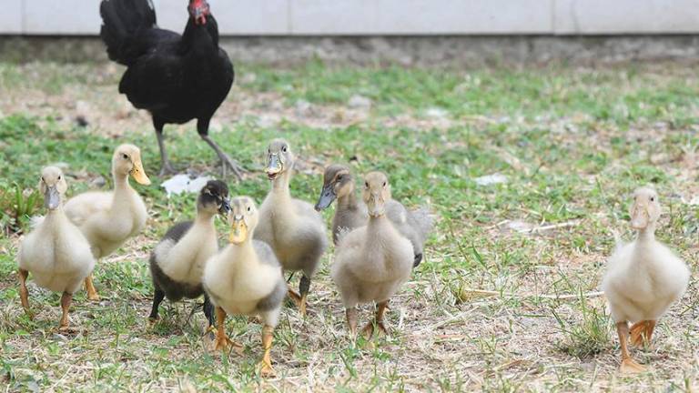 Decomisan animales de consumo que eran vendidos en plena vía pública del centro de Guayaquil