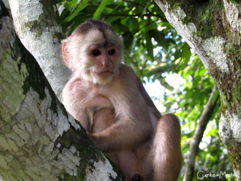 $!La naturaleza y fauna de Papallacta es una excelente opción entre la Sierra y el Oriente.