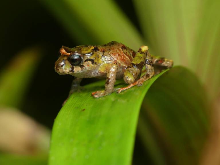 $!Fotografía cedida por el Instituto Nacional de Biodiversidad (Inabio) que muestra una nueva especie de rana, este jueves en Quito.