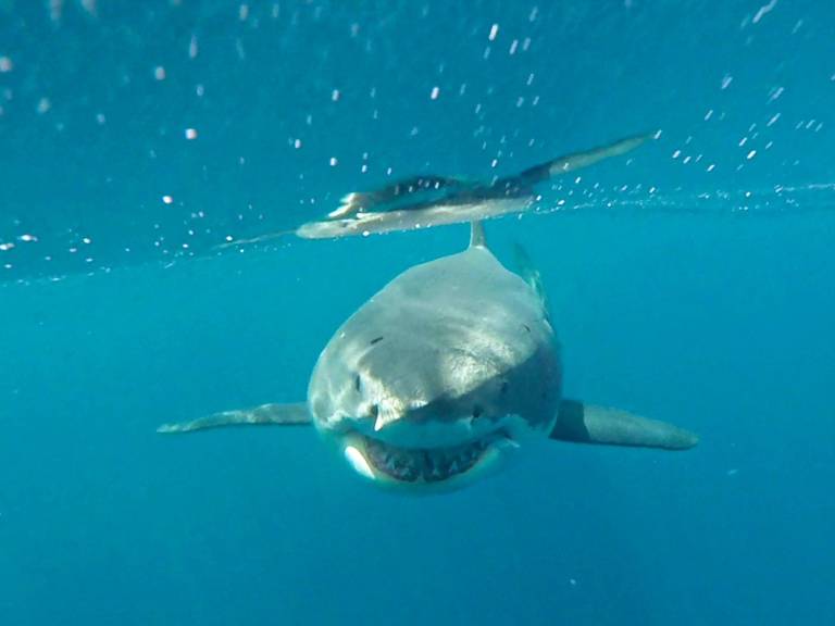 $!Avistamiento de un tiburón blanco cerca de las islas Galápagos.