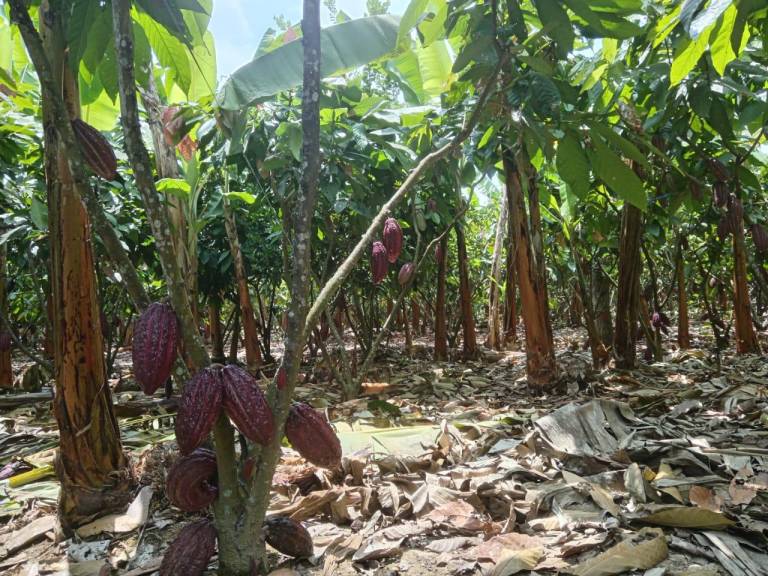 $!Plan Cacao cuenta con más de 30 hectáreas de cultivo y 6.500 productores en 11 provincias del país.