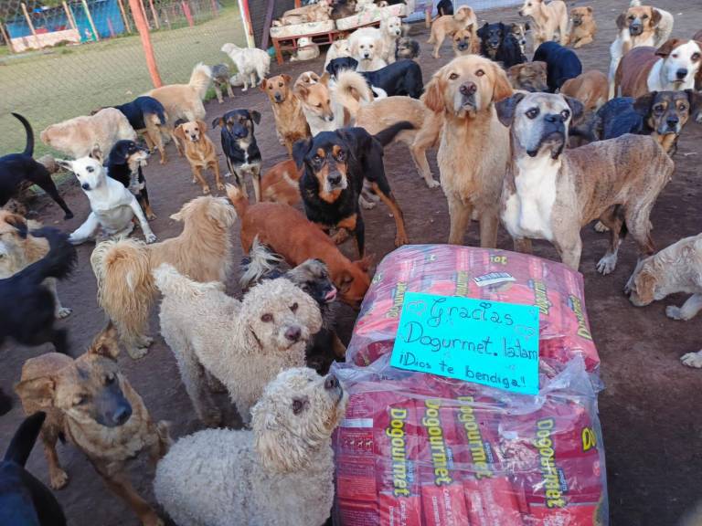 $!Perros de una fundación en la ciudad de Quito recibiendo sus donaciones.