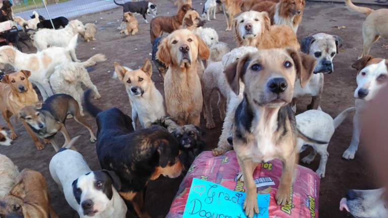 Alimentos Polar Ecuador: Un compromiso con el bienestar animal a través de su proyecto Platos llenos, colitas felices