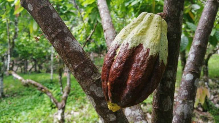 La moniliasis, la Phytophthora y las larvas de cacao pueden causar pérdidas de hasta el 80% en la cosecha de cacao en Ecuador.