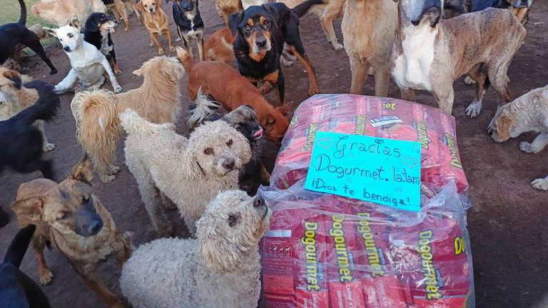 Perros de una fundación en la ciudad de Quito recibiendo sus donaciones.