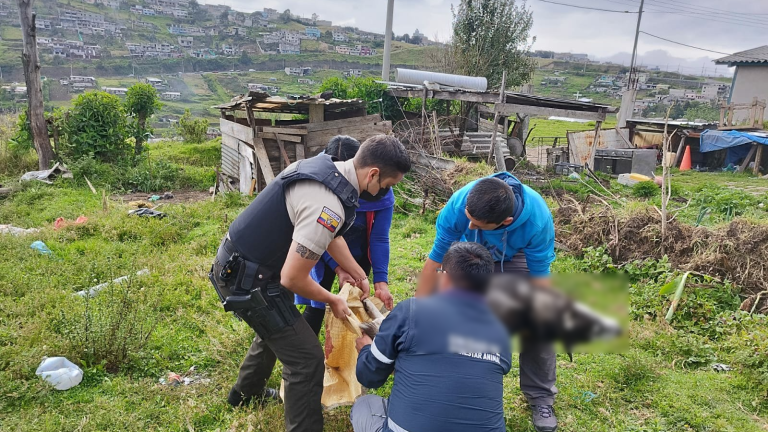 Mujer que mató a un perro tras colgarlo de un árbol en Quito podría enfrentar años de prisión