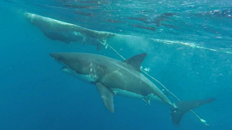 Avistamiento de un tiburón blanco cerca de las islas Galápagos.