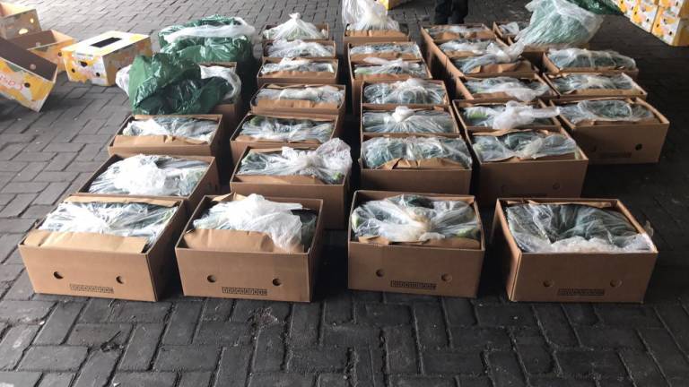 Policía decomisó 600 kilos de cocaína ocultas en cajas de banano