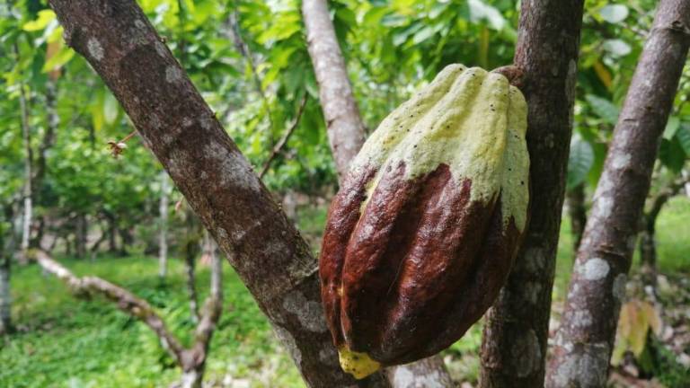 Estudiantes de la Espol desarrollaron tecnología que emplea inteligencia artificial para detectar enfermedades en el cacao