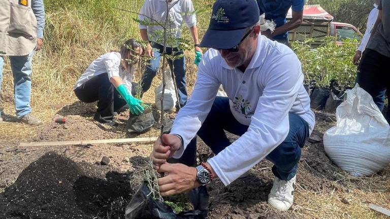 1.400 árboles se plantaron en Quito con iniciativa privada