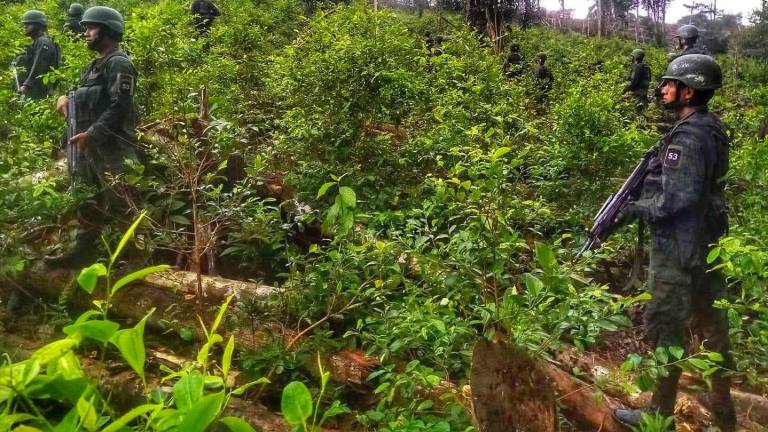 Descubren 10 mil plantas de coca en Sucumbíos