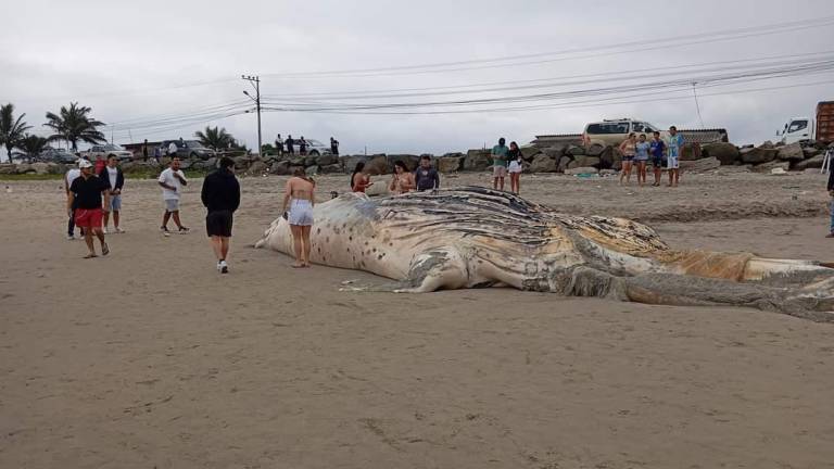 Una ballena jorobada se varó en la provincia de Santa Elena