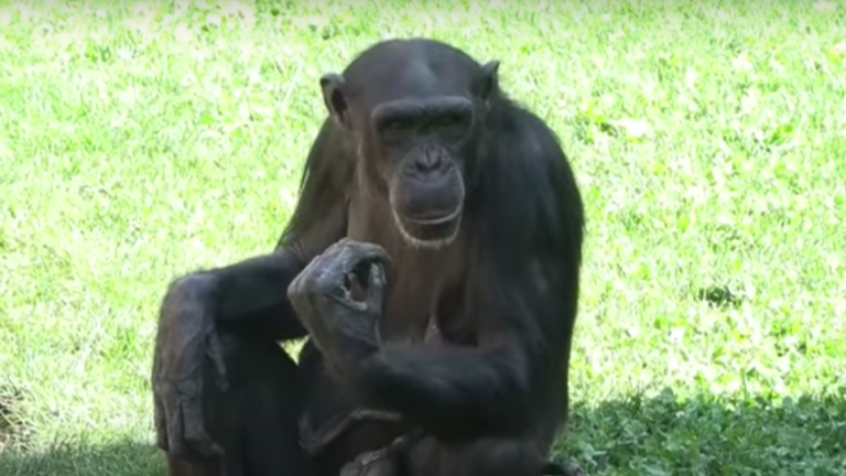 La triste historia de la chimpancé que se aferra a su cría muerta desde hace tres meses