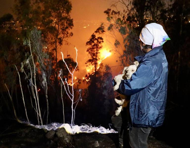 $!Equipo de la UBA dando atención a un perrito que se encontraba en los incendios de Quito.