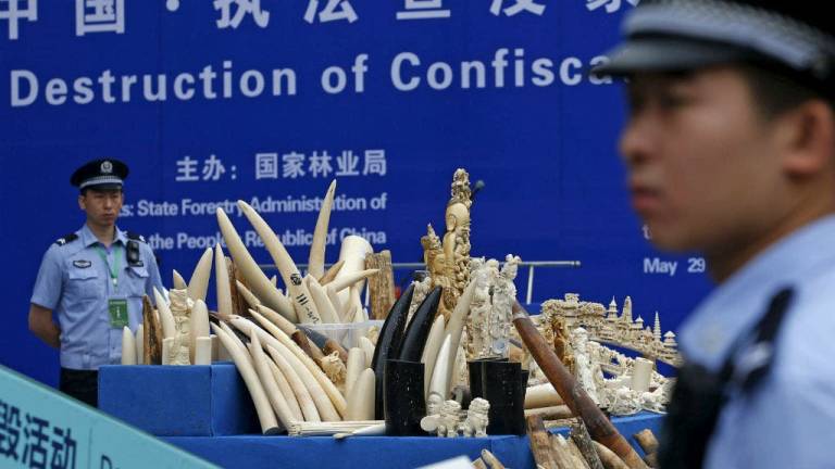 China no quiere ser la asesina de los elefantes