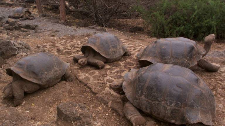 Liberarán a más de 200 tortugas gigantes en la isla Santa Fe de Galápagos