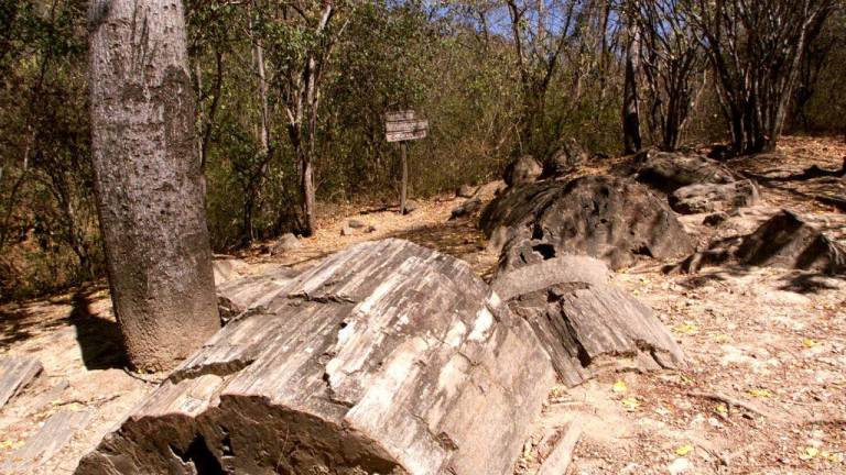 El bosque petrificado del Puyango