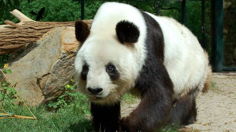 Un hombre recibe más de 80.000 dólares de compensación tras ataque de oso panda