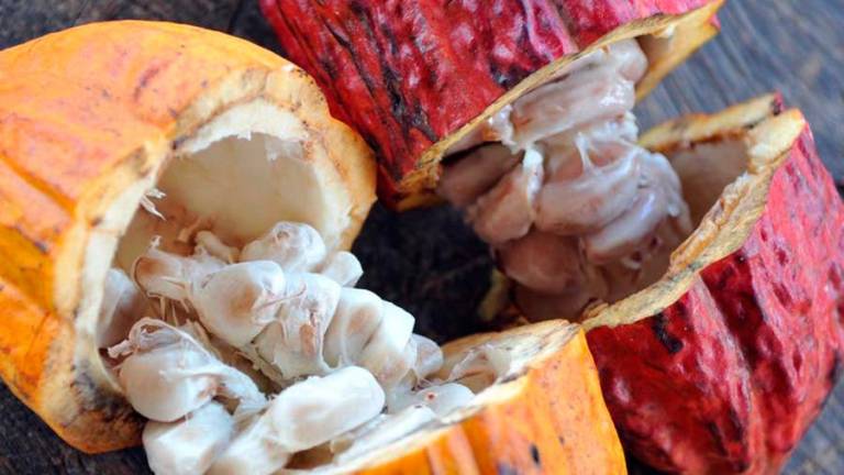 El cacao ecuatoriano se promociona en Australia