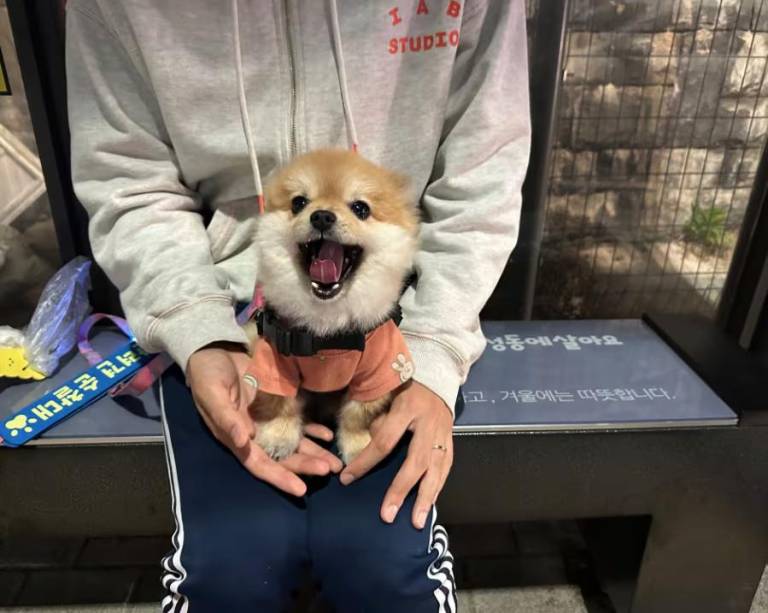 $!El perro pomerania que patrulla las calles de un distrito en Corea del Sur