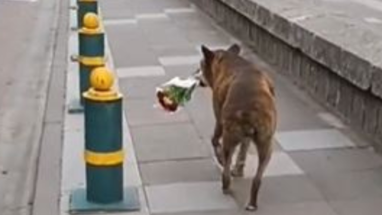 VIDEO: El conmovedor momento en el que un perro acompaña a su difunto dueño mientras lleva un ramo de flores