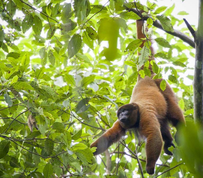 $!Fotografía de un mono chorongo, una de las miles de especies que habitan la Amazonía ecuatoriana.